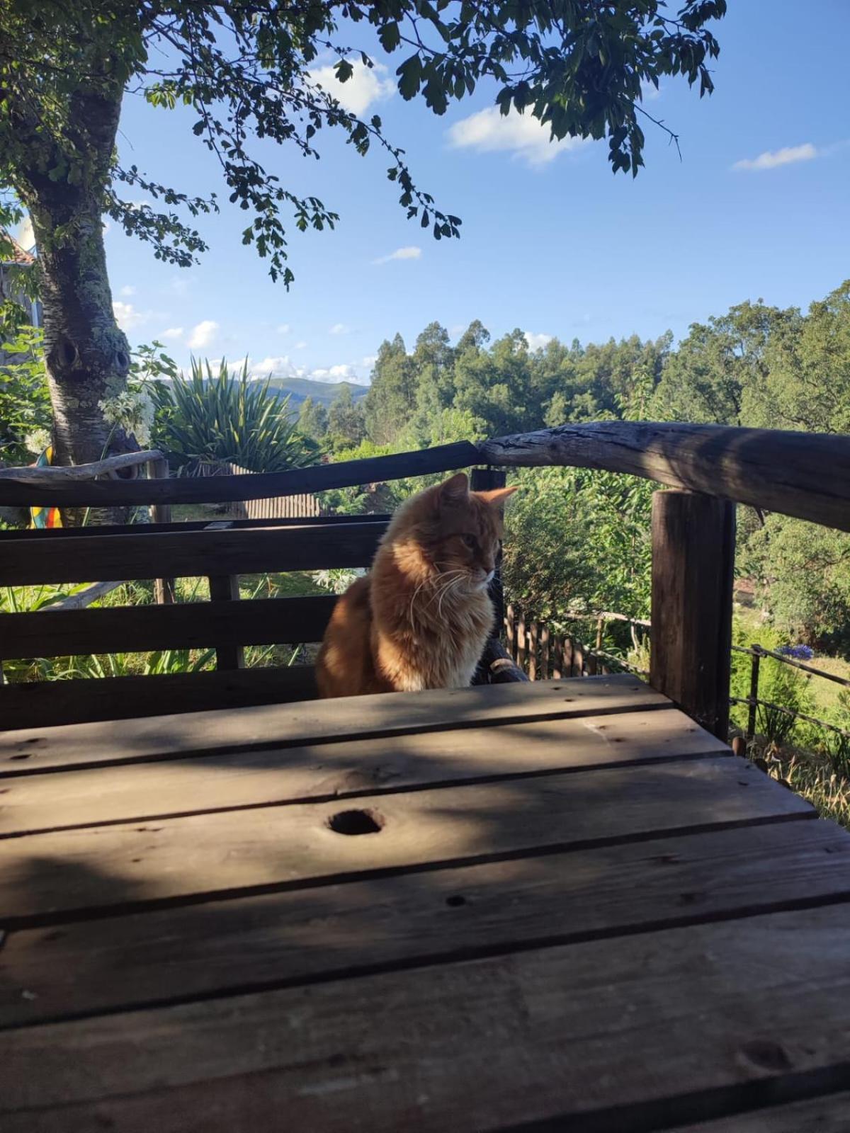 Alojamento Casa Do Cabeco Alombada Macinhata do Vouga 外观 照片