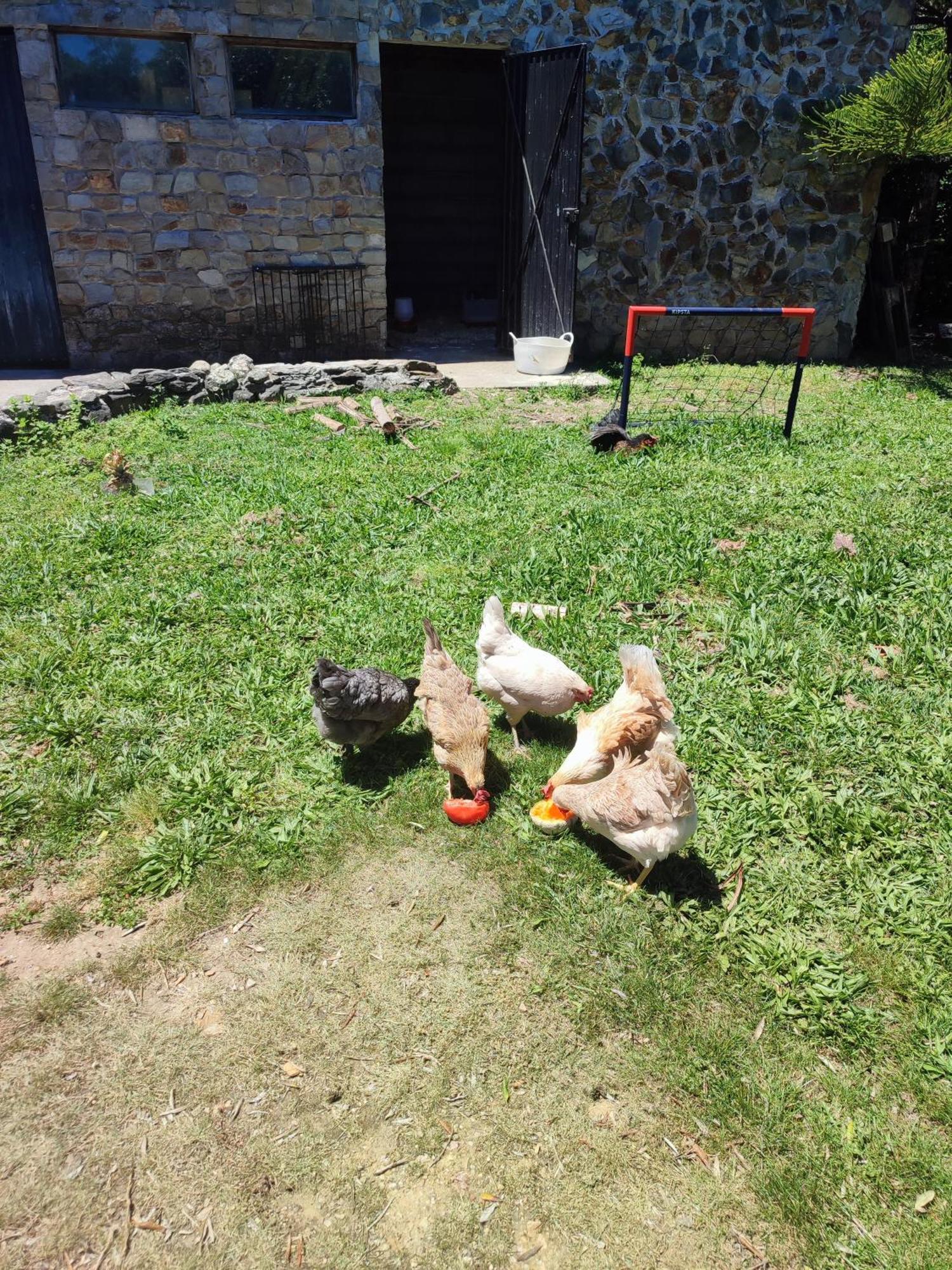 Alojamento Casa Do Cabeco Alombada Macinhata do Vouga 外观 照片